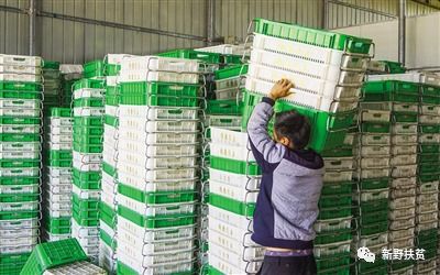 菜園子里種出幸福花 新野縣施庵鎮(zhèn)農(nóng)產(chǎn)品蔬菜基地