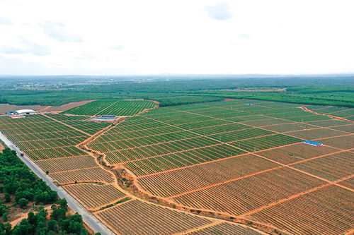 中和鎮金通農業開發扶貧產業基地 火龍果熟了 貧困戶樂了