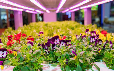 第四屆進博會光明食品集團&ldquo;The Smart Chain&rdquo;開幕