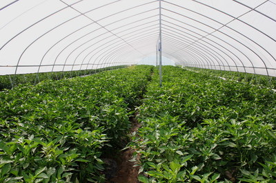 天水市蔬菜新品種現(xiàn)場觀摩會(huì)在清水縣召開(組圖)