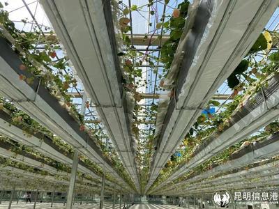 呈貢寶珠梨、繡球花、草莓等農(nóng)特產(chǎn)品亮相2023全國&ldquo;土特產(chǎn)&rdquo;集中推薦活動(dòng)現(xiàn)場