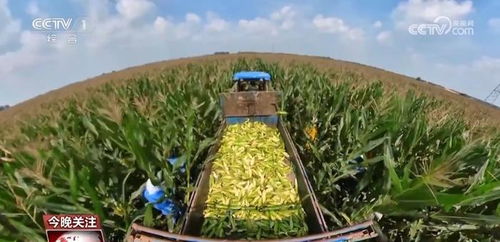 小玉米 七十二變 為農(nóng)業(yè)高質(zhì)量發(fā)展鋪就 黃金路