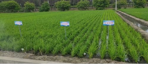 高質(zhì)量打造 科技創(chuàng)新示范區(qū) ,助推建三江農(nóng)業(yè)現(xiàn)代化實現(xiàn)新突破 2021年與建三江分公司校企合作工作綜述