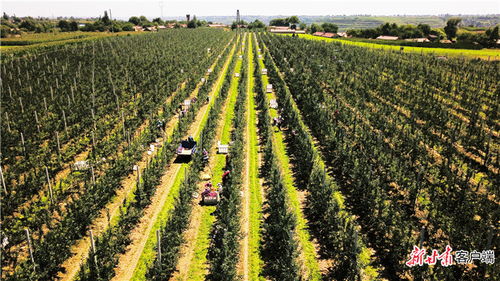 農(nóng) 墨重彩提質(zhì)效 慶陽市發(fā)展現(xiàn)代絲路寒旱農(nóng)業(yè)優(yōu)勢特色產(chǎn)業(yè)紀(jì)實