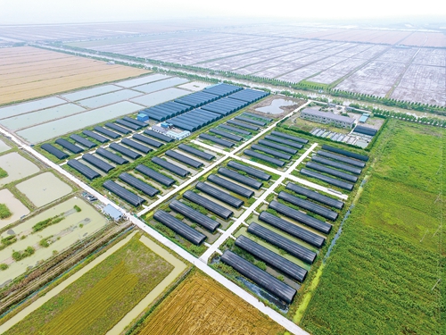 浙江慈溪恒海農(nóng)業(yè)鐵皮石斛長勢喜人，助力現(xiàn)代農(nóng)業(yè)高質(zhì)量發(fā)展