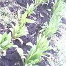 重慶藍鼎納米生理水施肥機 價格、圖片與產(chǎn)品詳情介紹