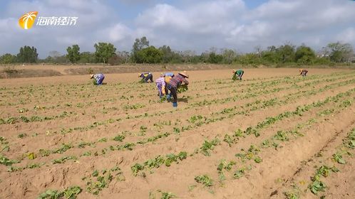 儋州綠色生態發展中探索中醫農業，帶動村民就業助力鄉村振興