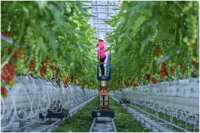 讓“京字號”現代農業高質量騰飛——北京市農業品牌建設觀察