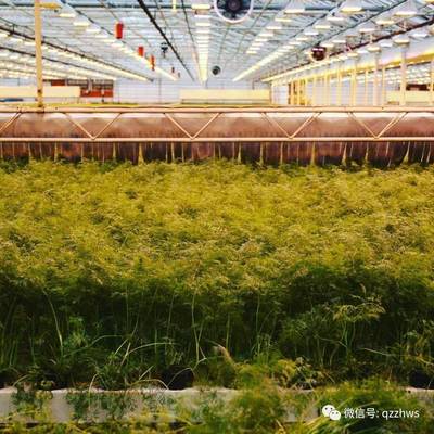 智慧溫室在現代農業中的定位與運營模式