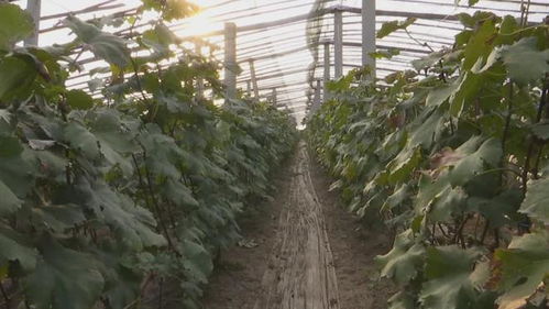 膠州 135個農產品品牌引領農業產業升級，推動全域農業開發