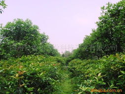 四川日香桂農業科技開發 喬木產品引領農業科技新篇章