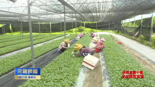 嫁接蔬菜種苗“嫁”出好“錢景”，助力我市農業經濟蓬勃發展