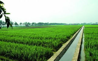 通星科技 以創新科技為農業開發注入新動能，驅動“三農”高質量發展